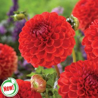 Sunny Boy Red Dahlia Thumbnail